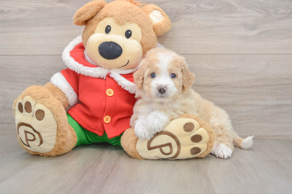 Best Mini Bernedoodle Baby