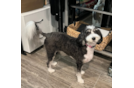 Cute Mini Bernedoodle Poodle Mix Pup