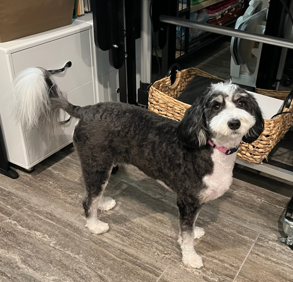 Cute Mini Bernedoodle Poodle Mix Pup