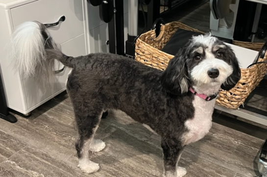 Cute Mini Bernedoodle Poodle Mix Pup