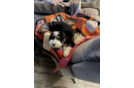 Best Mini Bernedoodle Baby