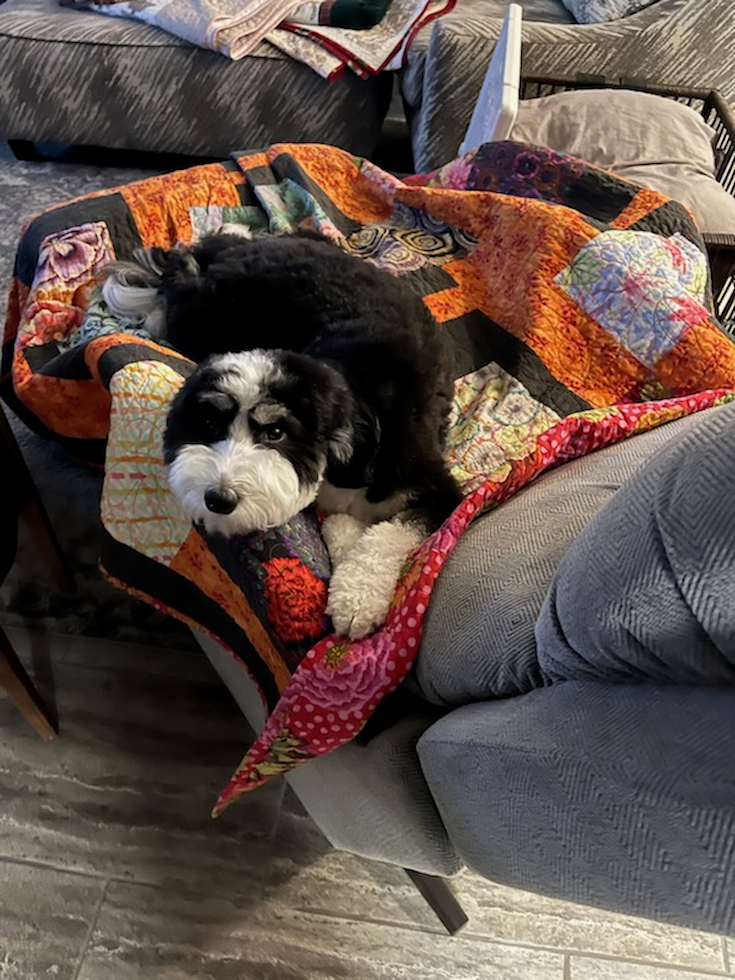 Best Mini Bernedoodle Baby