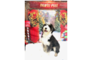 Best Mini Bernedoodle Baby