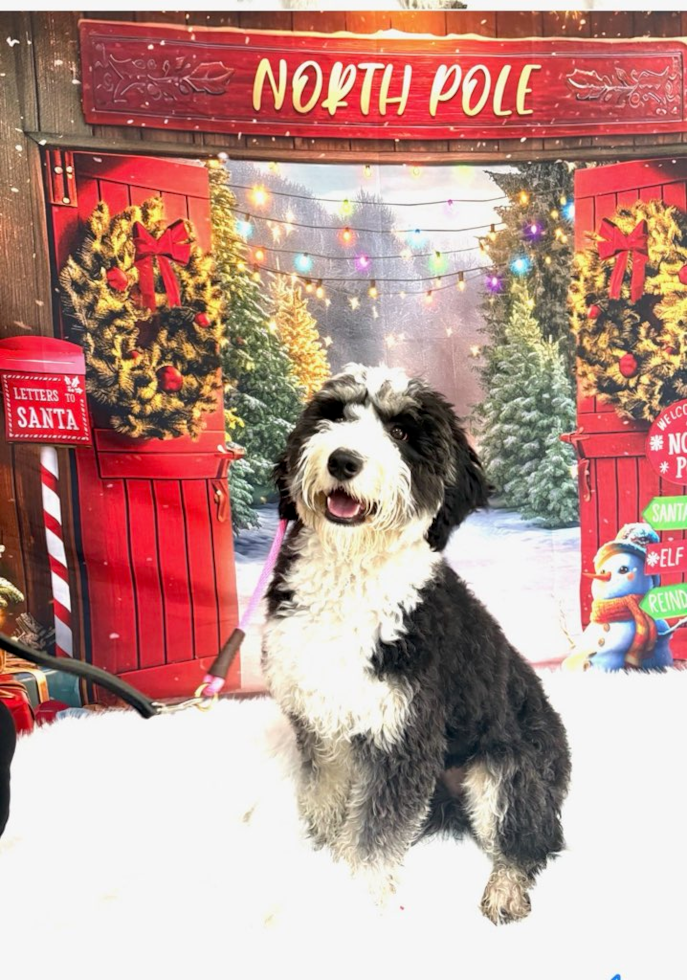 Best Mini Bernedoodle Baby
