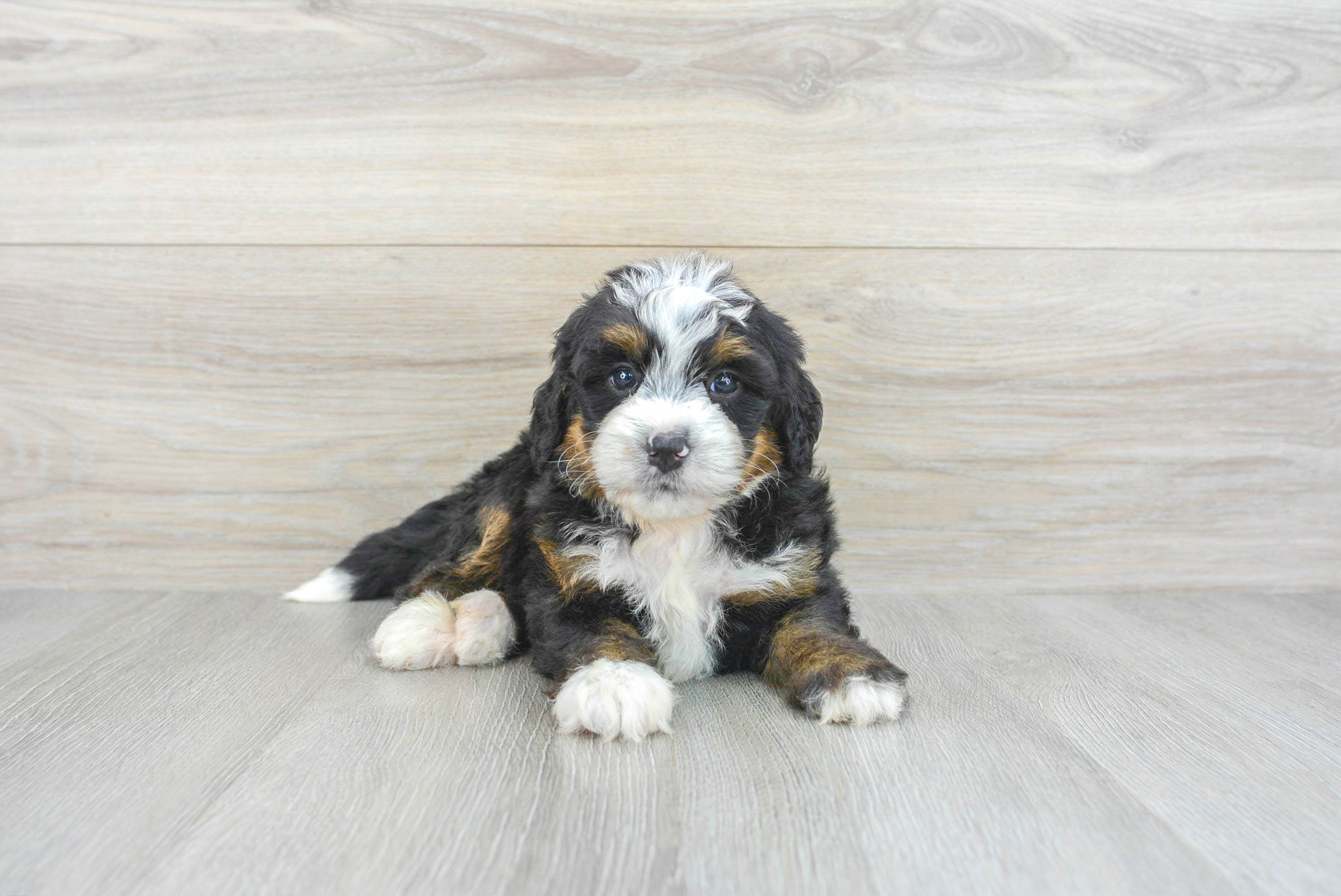 Smart Mini Bernedoodle Poodle Mix Pup