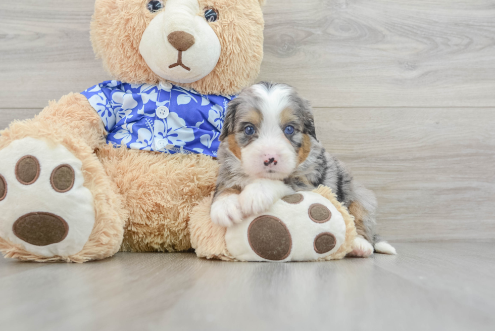 Best Mini Bernedoodle Baby