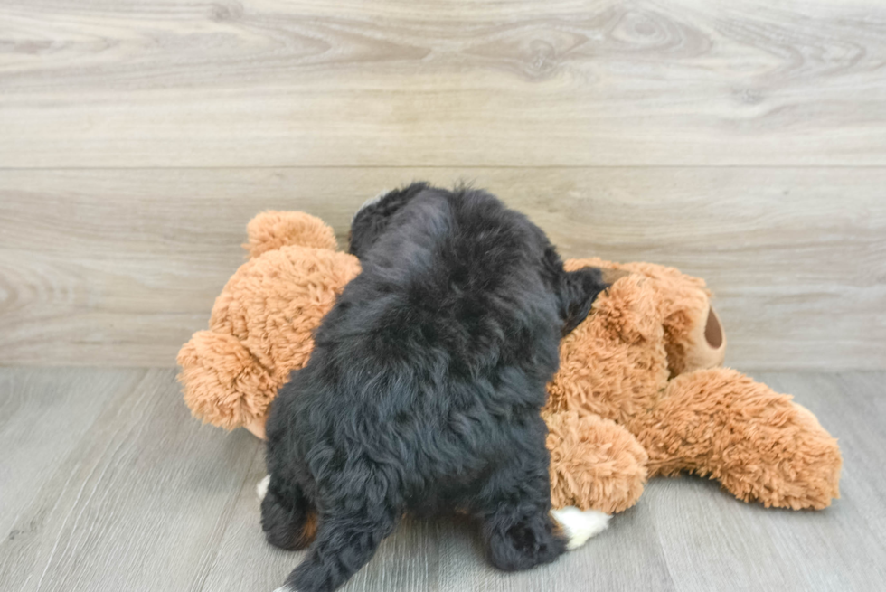 Small Mini Bernedoodle Baby