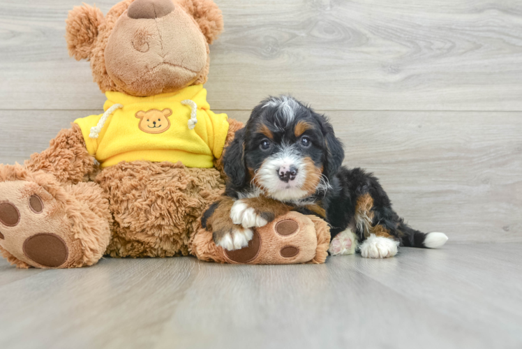 Popular Mini Bernedoodle Poodle Mix Pup