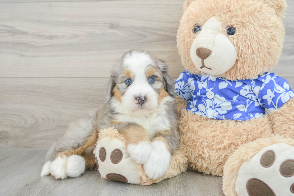 Best Mini Bernedoodle Baby