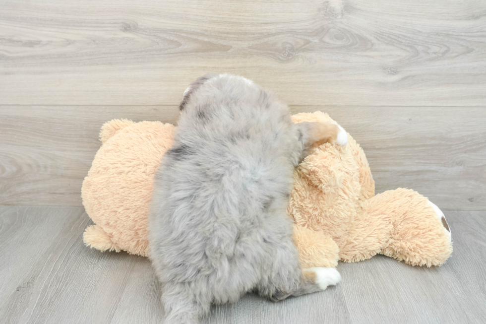 Popular Mini Bernedoodle Poodle Mix Pup