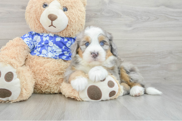 Mini Bernedoodle Pup Being Cute