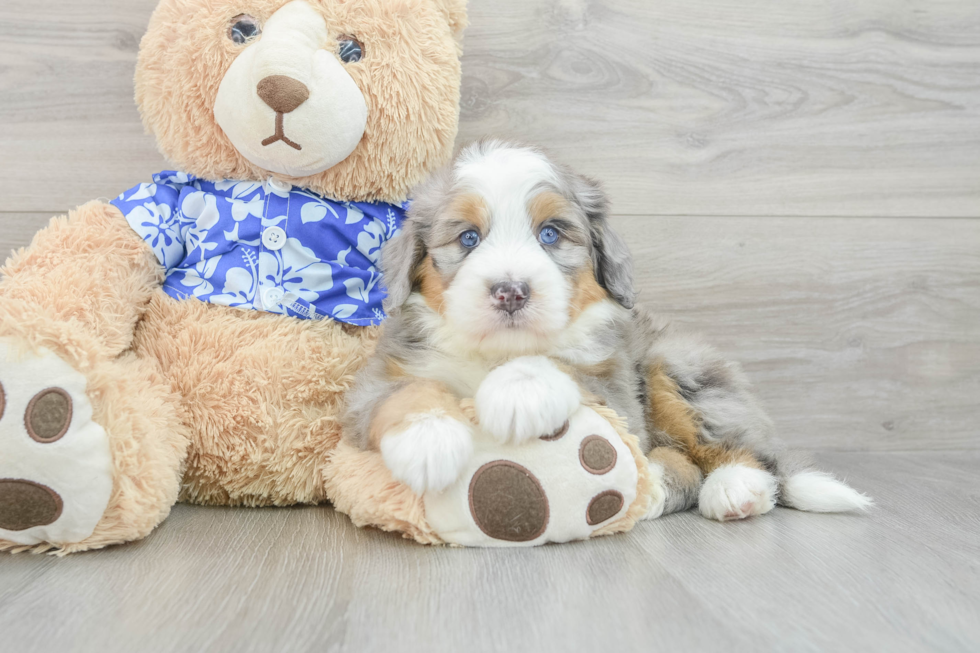 Mini Bernedoodle Pup Being Cute