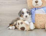 7 week old Mini Bernedoodle Puppy For Sale - Lone Star Pups