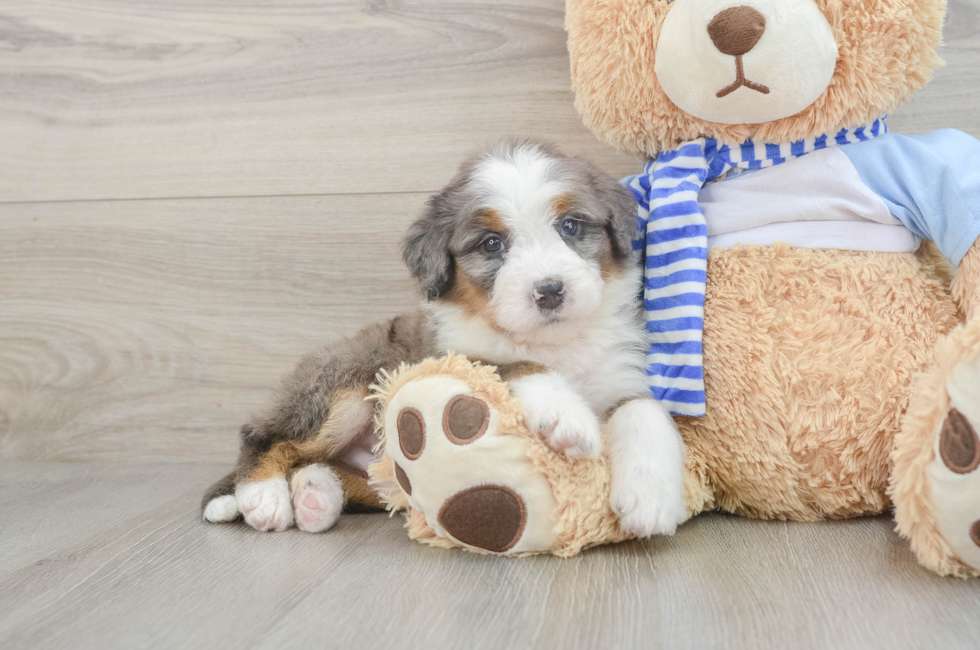 7 week old Mini Bernedoodle Puppy For Sale - Lone Star Pups