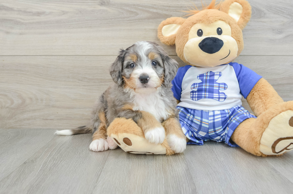 7 week old Mini Bernedoodle Puppy For Sale - Lone Star Pups