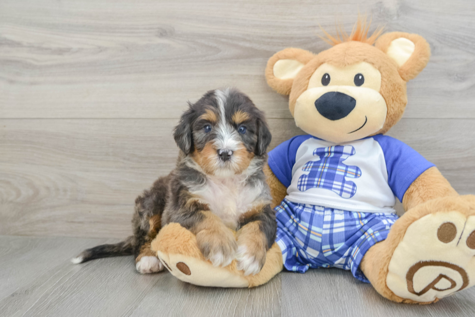 Smart Mini Bernedoodle Poodle Mix Pup