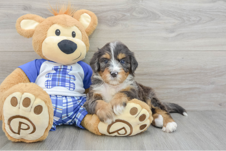 Mini Bernedoodle Puppy for Adoption