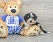 8 week old Mini Bernedoodle Puppy For Sale - Lone Star Pups