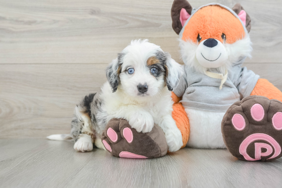 Best Mini Bernedoodle Baby