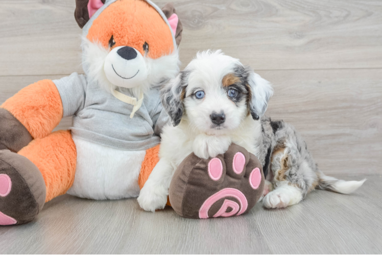 Best Mini Bernedoodle Baby