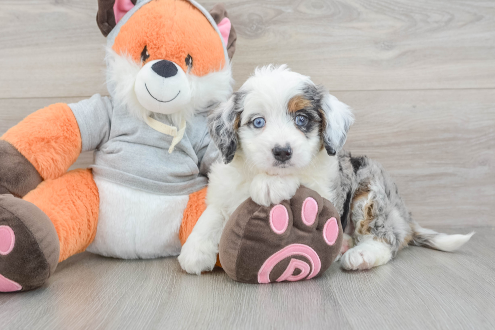 Best Mini Bernedoodle Baby