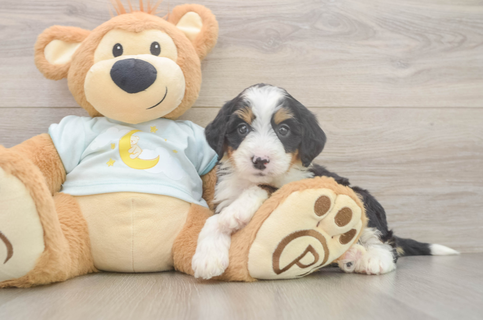5 week old Mini Bernedoodle Puppy For Sale - Lone Star Pups