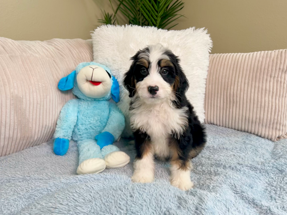 Mini Bernedoodle Puppy for Adoption