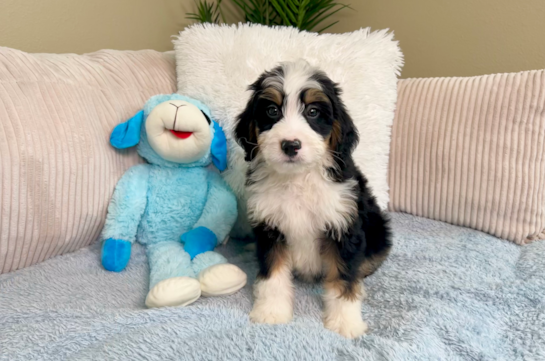 Mini Bernedoodle Puppy for Adoption