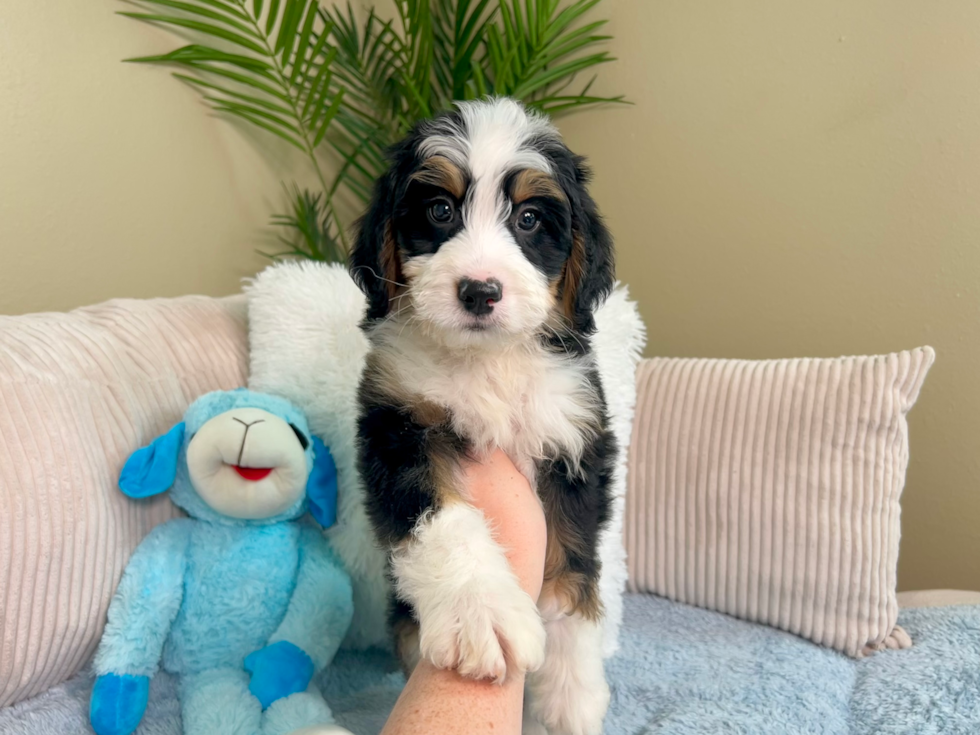 Mini Bernedoodle Puppy for Adoption