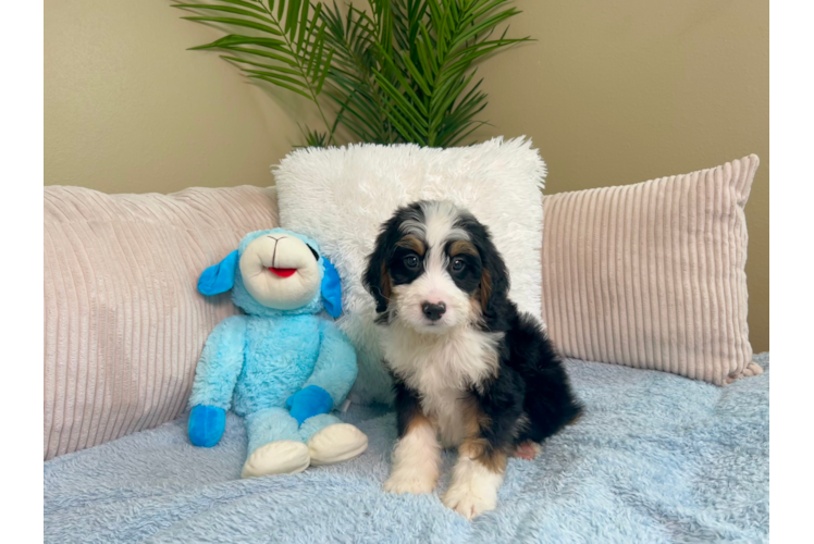 Cute Mini Bernedoodle Poodle Mix Pup