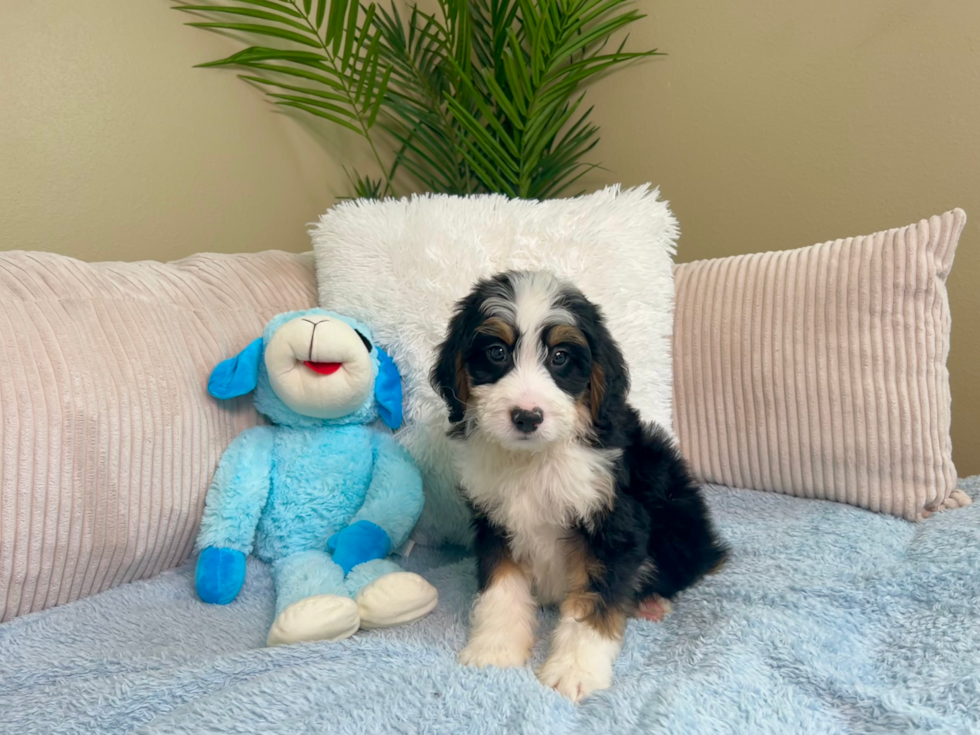 Cute Mini Bernedoodle Poodle Mix Pup