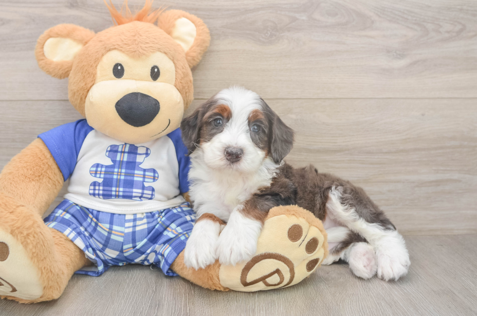 5 week old Mini Bernedoodle Puppy For Sale - Lone Star Pups