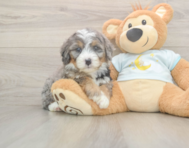 5 week old Mini Bernedoodle Puppy For Sale - Lone Star Pups
