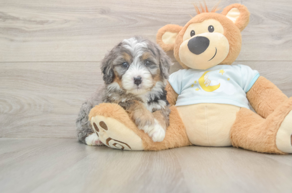 5 week old Mini Bernedoodle Puppy For Sale - Lone Star Pups