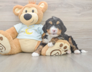 5 week old Mini Bernedoodle Puppy For Sale - Lone Star Pups