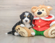 6 week old Mini Bernedoodle Puppy For Sale - Lone Star Pups