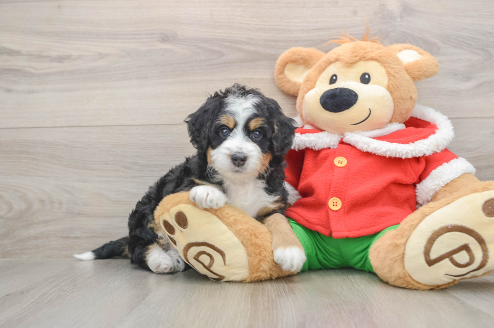 5 week old Mini Bernedoodle Puppy For Sale - Lone Star Pups