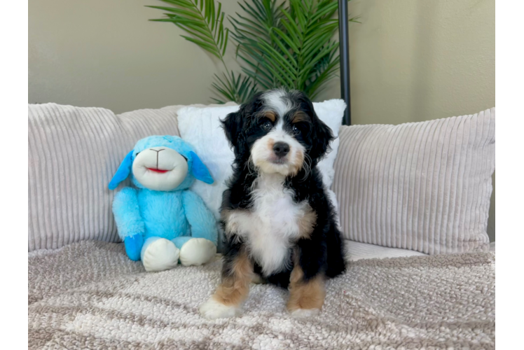 Cute Mini Bernedoodle Poodle Mix Pup