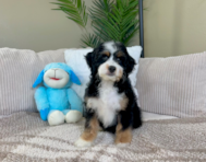 8 week old Mini Bernedoodle Puppy For Sale - Lone Star Pups