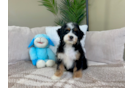 Cute Mini Bernedoodle Poodle Mix Pup