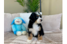 Cute Mini Bernedoodle Poodle Mix Pup