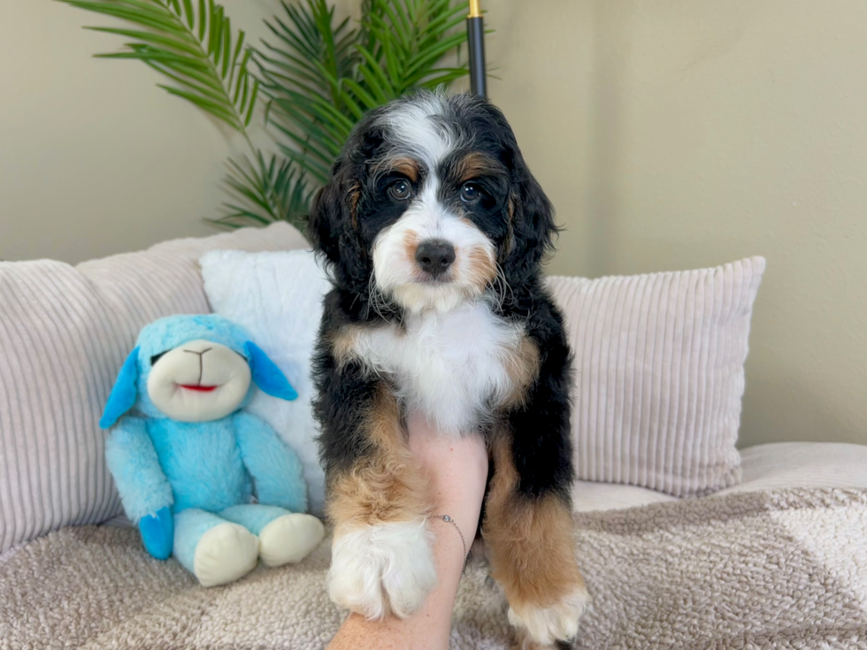 Cute Mini Bernedoodle Baby