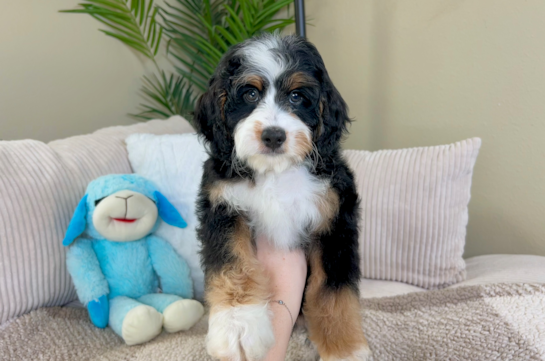 Cute Mini Bernedoodle Baby