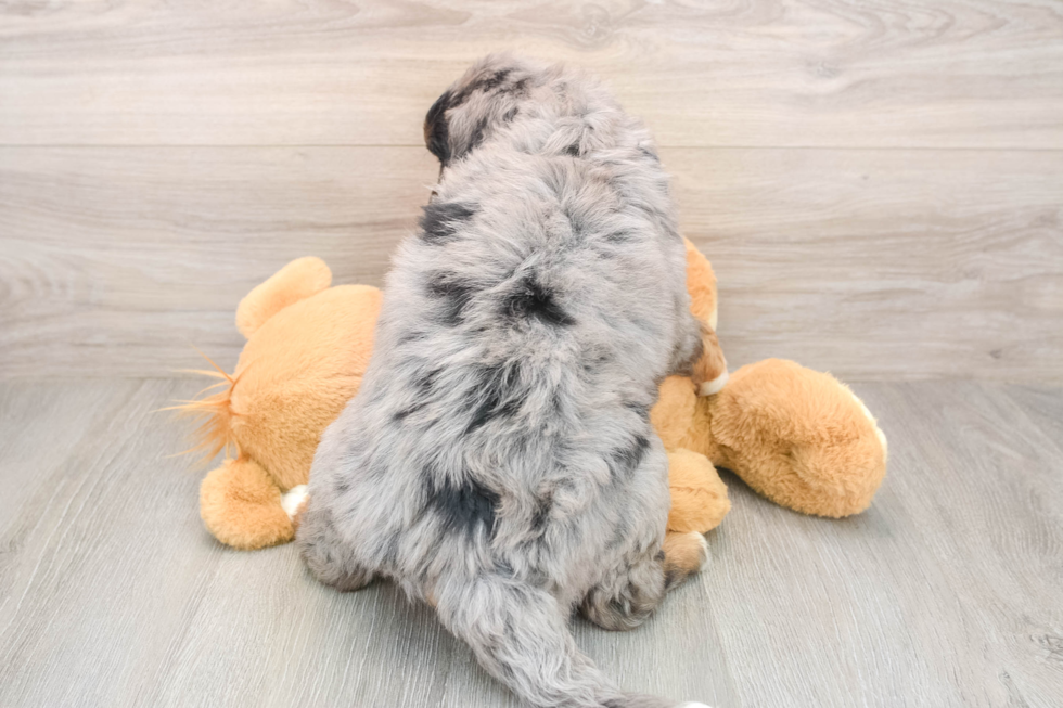 Mini Bernedoodle Pup Being Cute