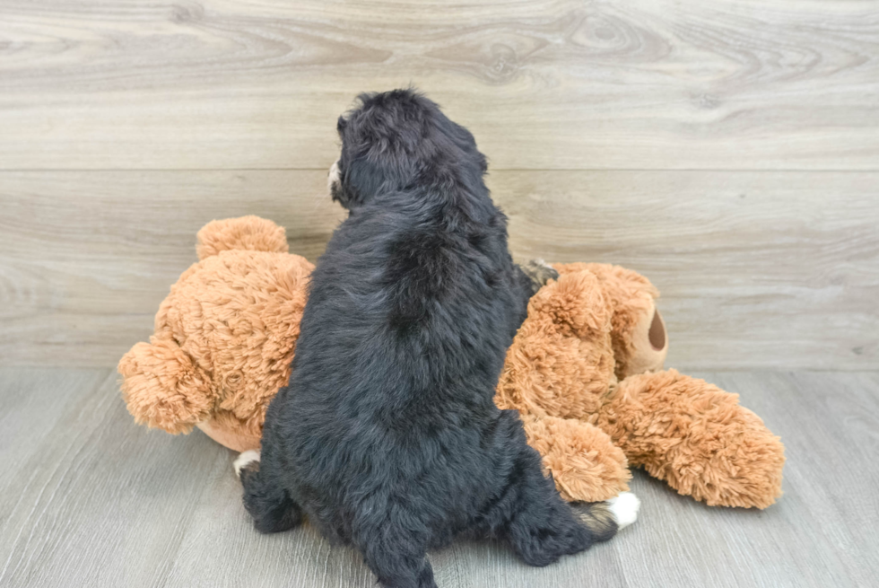 Funny Mini Bernedoodle Poodle Mix Pup