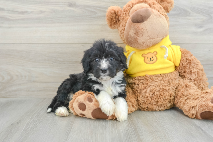 Happy Mini Bernedoodle Baby