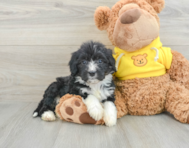 7 week old Mini Bernedoodle Puppy For Sale - Lone Star Pups