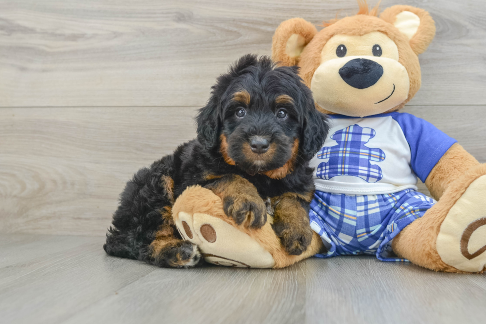 Energetic Mini Bernese Poodle Poodle Mix Puppy