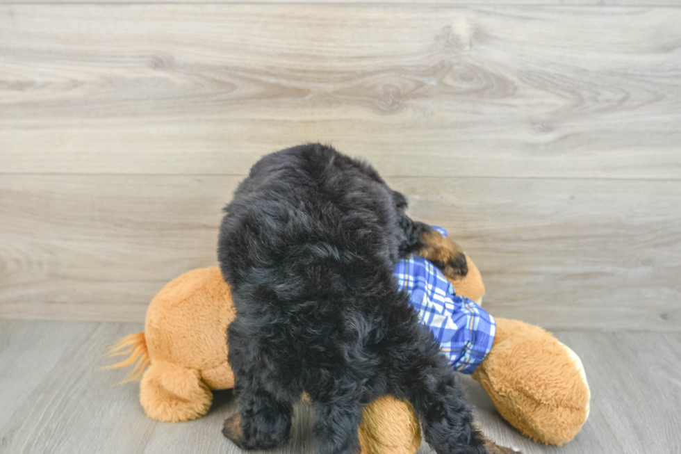 Happy Mini Bernedoodle Baby