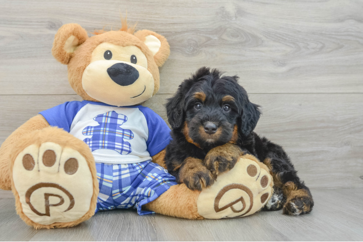 Funny Mini Bernedoodle Poodle Mix Pup